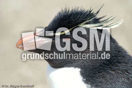 Felsenpinguine (26 von 40).jpg